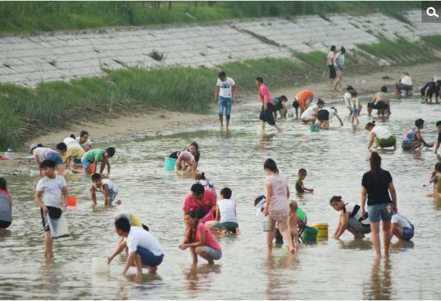 　　2016年7月11日，山东滨州，阳信县幸福河与白杨河交汇处，因河水水位降低，不少周边村的村民争先捡拾蛤蜊。