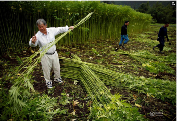 探访日本最大大麻农场 提取纤维制作服饰