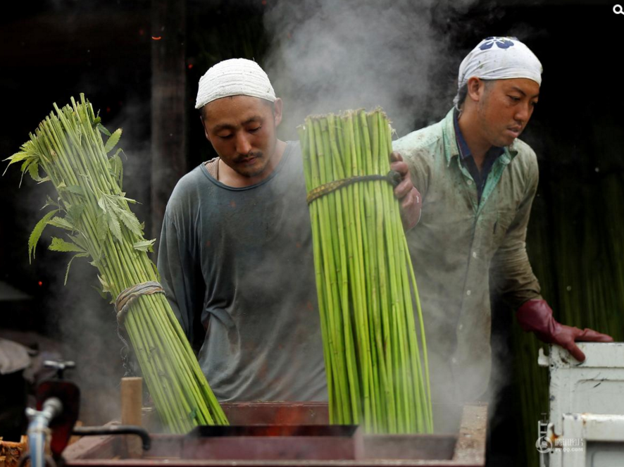 　　日前，记者探访日本最大合法大麻农场，那里的人们通过收割煮沸大麻，从中提取大麻纤维，用于日本传统服饰和配饰的制作。