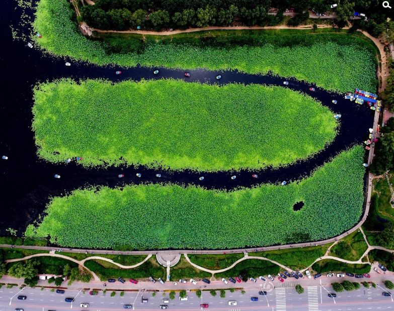 7月15日，辽宁沈阳，沈阳东湖荷花盛开，游客可乘船穿行在荷花丛中，观赏如诗如画的美景。