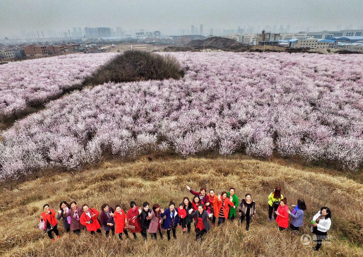 航拍西安樱桃花海 市民赏花共度妇女节