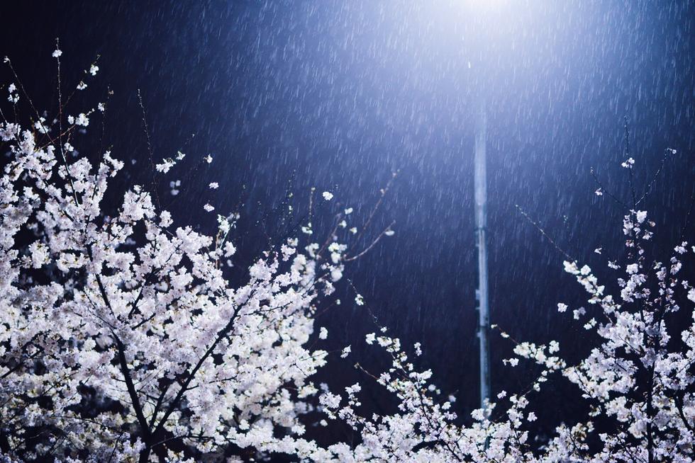 ＂雪樱花＂：春樱冬雪 不期而遇的我和你