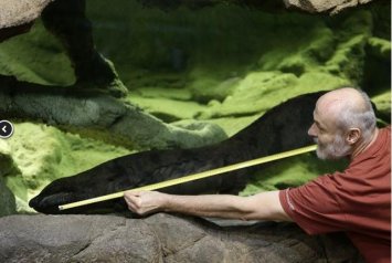 世界最修长娃娃鱼身长1.58米