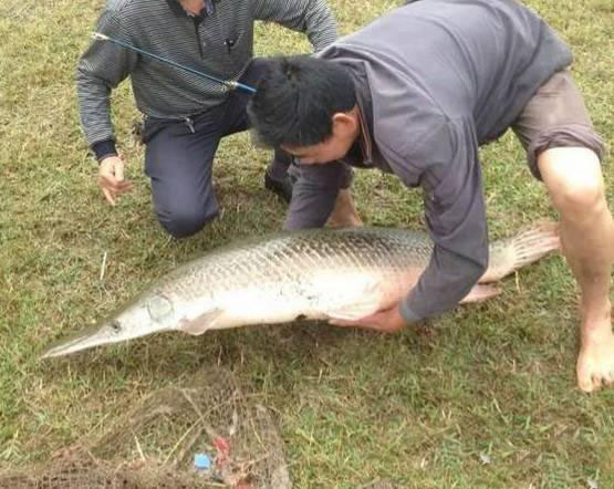　　工作人员猜测有市民将鳄雀鳝当观赏鱼养殖，后在仙湖内放生，因此出现在丹灶仙湖内。鳄雀鳝堪称顶级毒鱼，与河豚一样，在排卵期能产生剧毒物质，人吃上几口就会中毒，甚至危及生命。因此市民钓到这种鱼后，千万不要食用。