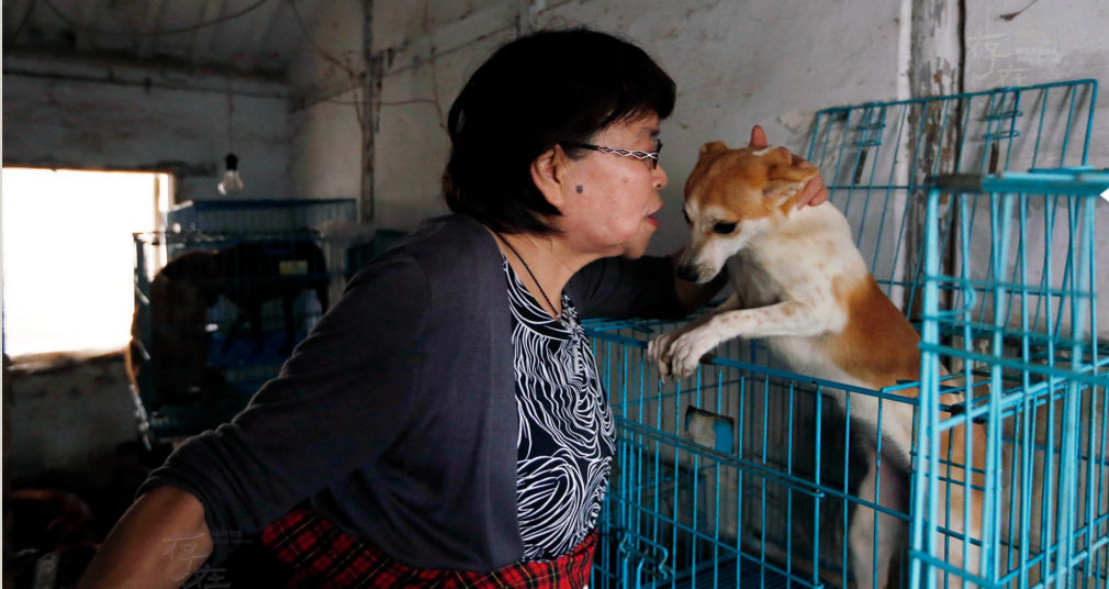 这里的猫狗似乎都能听懂姜美芳的话语，每只猫狗见到她，如同听话的孩子。