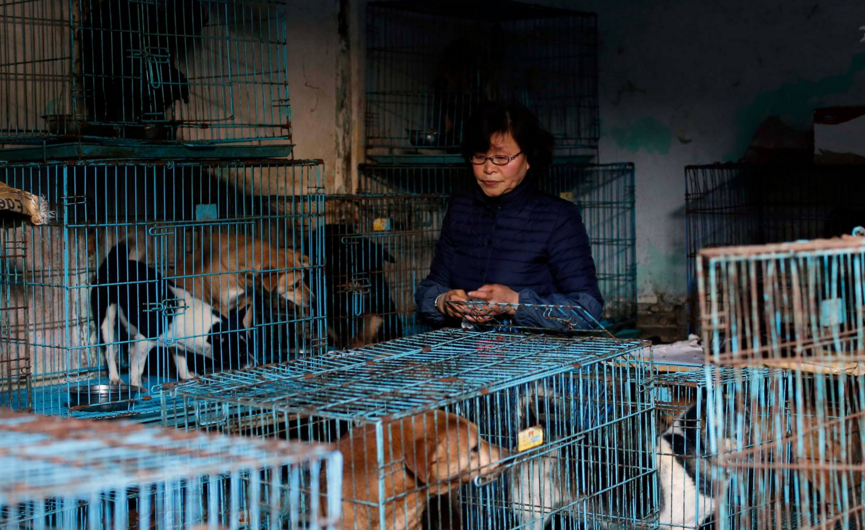 多年来，姜美芳有个小愿望，因为流浪猫狗的住所与居民交杂一处，尽管居民对她的做法理解，但夜静人声时，它们集体叫声，还是惊扰居民，让姜美芳非常不安。她盼望，当地相关部门能够尽快给这些动物找个不扰民又安全的居所。