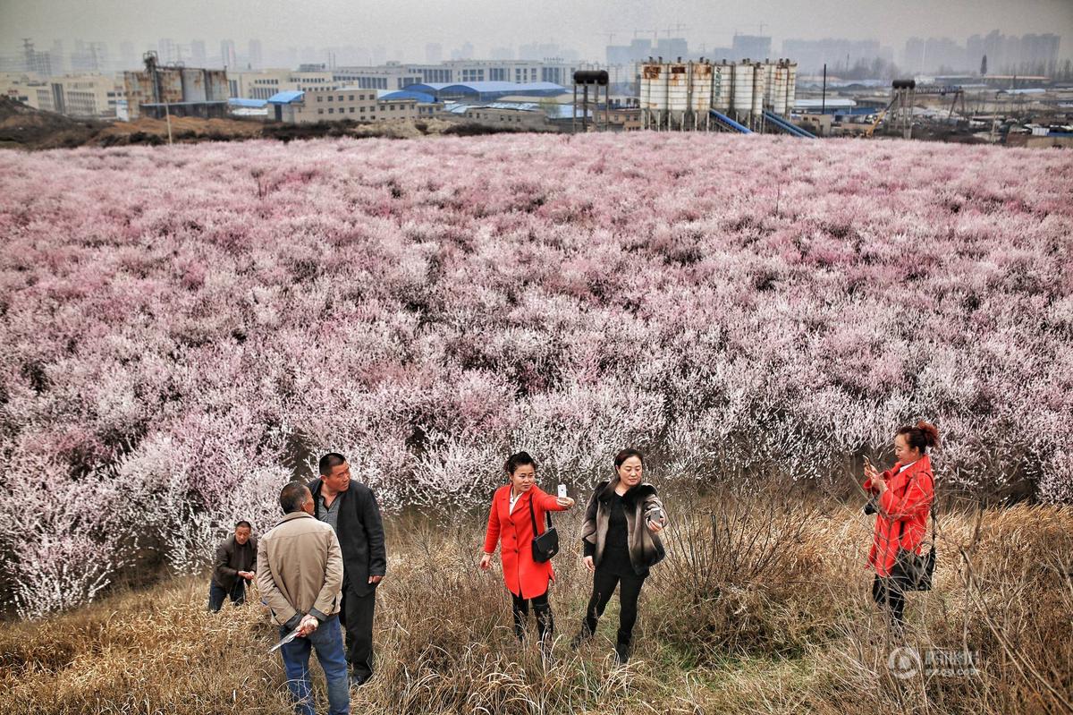 　　图为西安市民慕名前往大府井村，观赏280亩盛开的樱桃花。