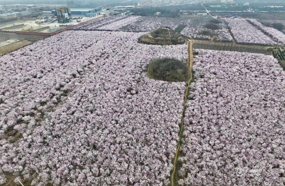 　　图为280亩盛开的樱桃花。大府井的村民说，这个周末会迎来观花的人潮。