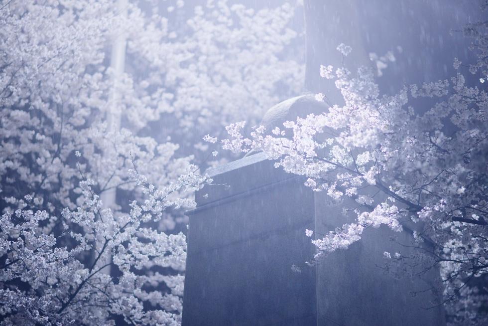 纵使雨雪交加，珞樱美丽依旧。