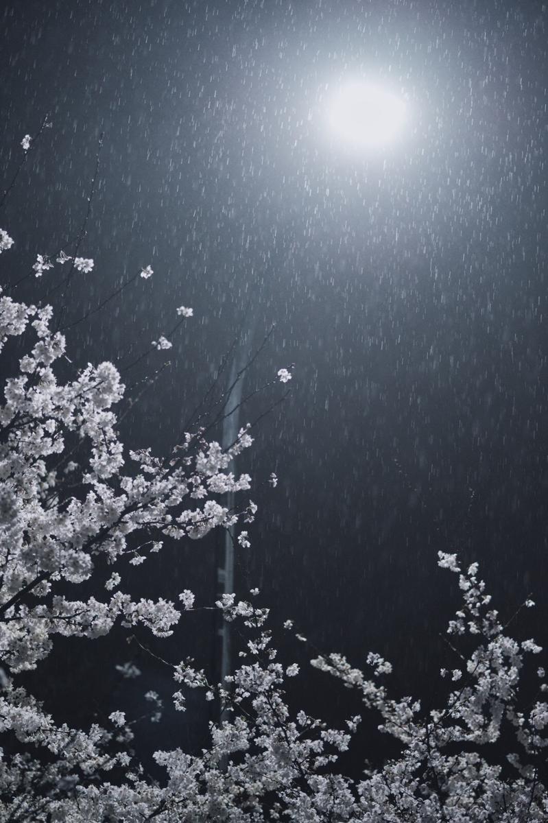 即使映着夜色，樱花也透露出晶莹模样。鲲鹏广场上鹏的双翅，可曾被樱花托举？