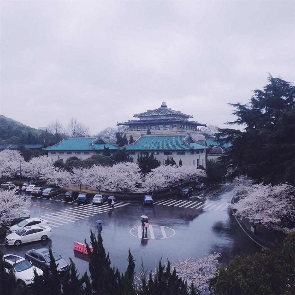 春樱冬雪，本无缘相见，如今一朝莫测，竟变幻出罕见美景。