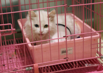 湖北女子筹款3万为骨折小猫做手术