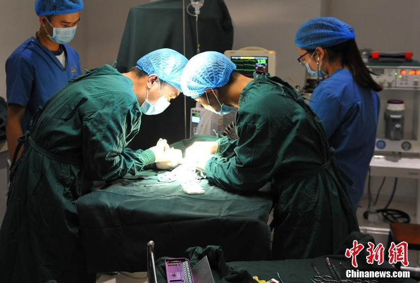 　　手术设有麻醉师、手术护士、主刀医师和辅助医生4个岗位。经过手术，“咪咪”的直肠部位创口已处理，骨折也已固定。