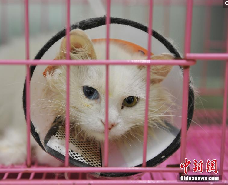 　　当自己的宠物猫“咪咪”被医生抱出手术室时，邹荣燕悬了4个多小时的心才终于落下。