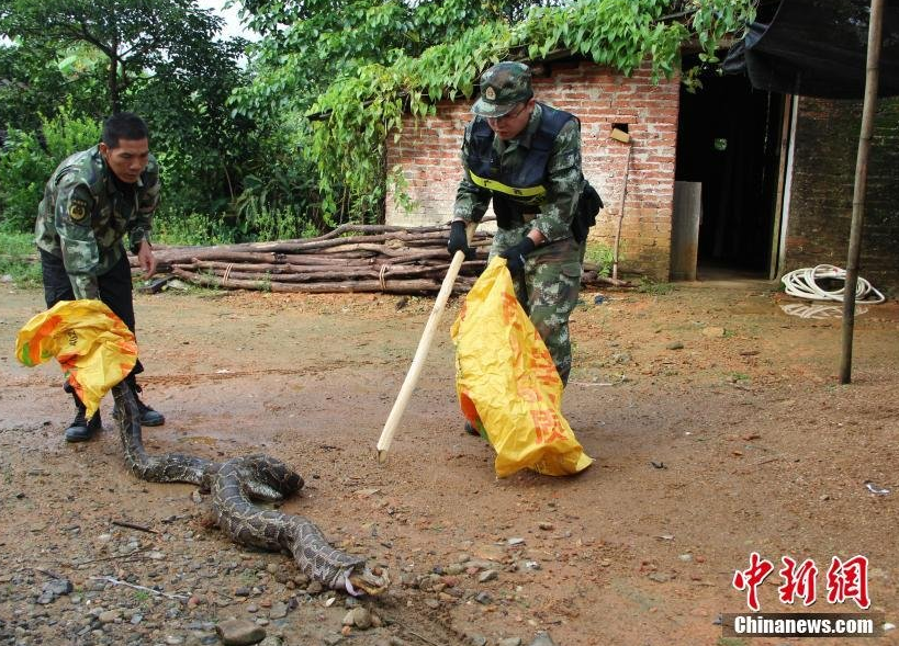 　　据介绍，该条蟒蛇被发现时昂着头，吐着信子，高度警惕，当边防官兵抓住蟒蛇尾部将其拖出空旷地带时，受到惊吓的蟒蛇从嘴里吐出了3只鸭子。