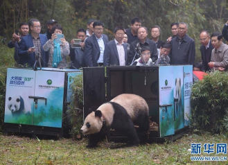 中国首次同时放归两只雌性大熊猫