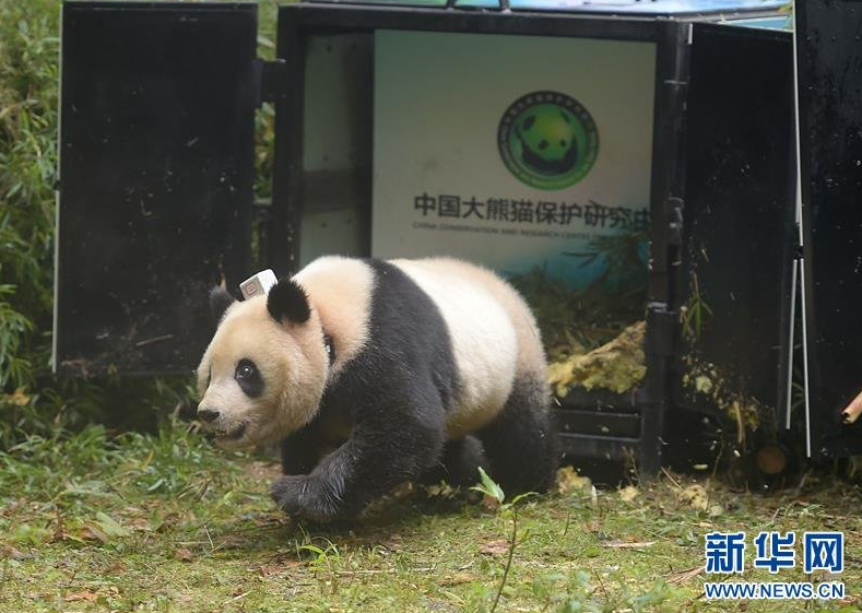 　　大熊猫“张梦”在栗子坪自然保护区爬出放归笼。当日，中国大熊猫保护研究中心在四川雅安市的栗子坪自然保护区将两只雌性大熊猫“华妍”和“张梦”进行放归。
