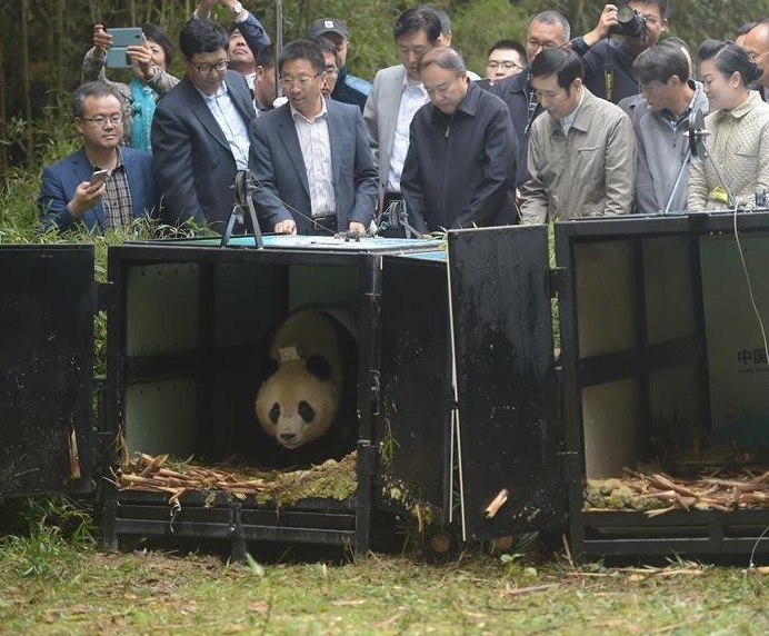 　　据悉，这是我国首次同时放归两只雌性大熊猫。