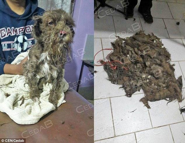 由于毛发太长导致活动受到限制，加上吃的很糟糕，小狗身体不是太好。不过，找到新主人后，据说，小狗表现很乖，身体正在好转。