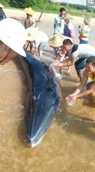 　　警民合力救鲸鱼。