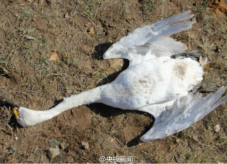 内蒙古死亡天鹅系中毒死亡 人为投药所致