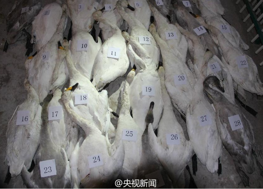 　　目前，当地已经下发《关于开展打击破坏野生动物资源及其制品非法交易专项行动的紧急通知》，要求各地迅速组织开展大排查活动，加强对重点候鸟栖息地的巡查，发现问题及时报告查处。组织食药监、工商、林业、森林公安等部门对餐饮和农贸市场进行联合执法检查，一经发现野生动物及其制品非法交易行为，依法严肃处理。
