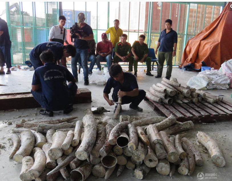 　　据当地媒体报道，海关与警方在胡志明市吉莱港发现两个货柜有异，打开检查后发现里面藏有象牙。