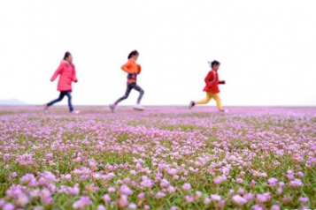 鄱阳湖裸露湖底成花海 吸引游客游玩观赏