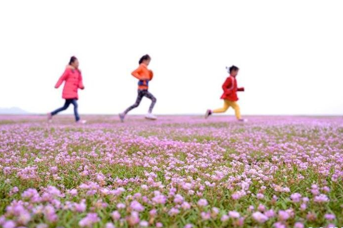 　　目前，江西鄱阳湖提前两个多月出现低枯水位，加上当地气温偏高等因素影响，裸露的湖底被蓼子花覆盖，湿地成为花的海洋，吸引不少游客游玩观赏。图为10月29日，游客在鄱阳湖都昌县湿地干涸的湖床上游玩。