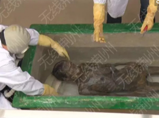湖北高陵明古墓现500年女尸 头发眉毛清晰可见
