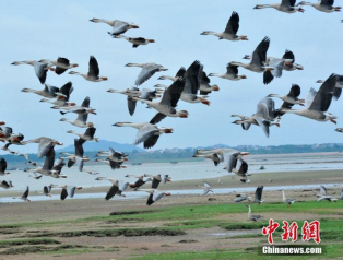 大批候鸟飞抵鄱阳湖越冬 场面壮观