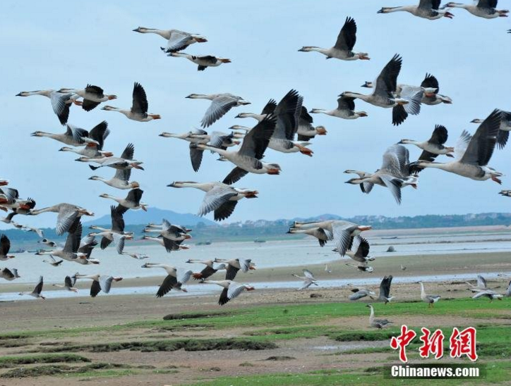 　　大批鸿雁飞抵江西省鄱阳县白沙洲乡鄱阳湖湿地觅食越冬，场面蔚为壮观。连日来，受近期冷空气影响，中国最大淡水湖江西省鄱阳湖，迎来了大批鸿雁飞抵越冬。