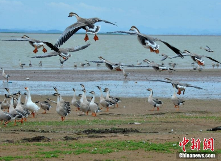 　　在鄱阳县白沙洲国家级鄱阳湖湿地公园湿地草洲，成千上万只候鸟陆续飞抵觅食栖息。