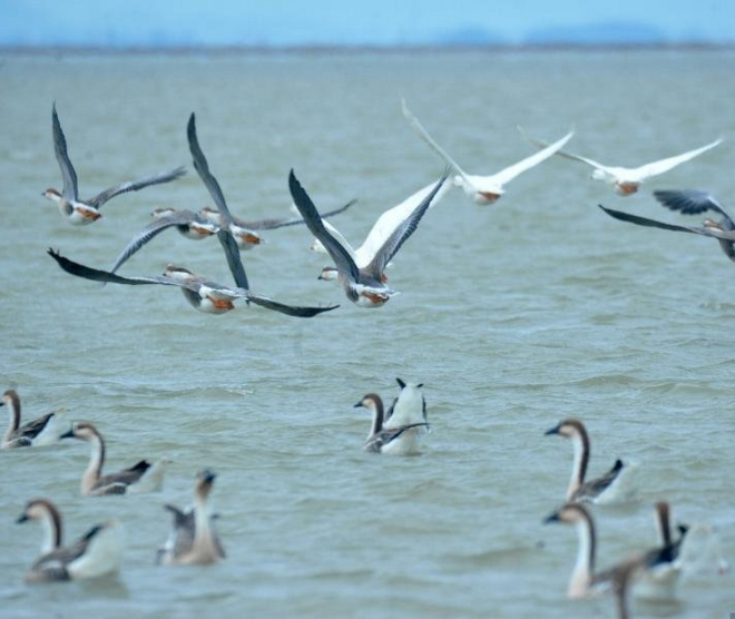 　　大批鸿雁飞抵江西省鄱阳县白沙洲乡鄱阳湖湿地觅食越冬，场面蔚为壮观。