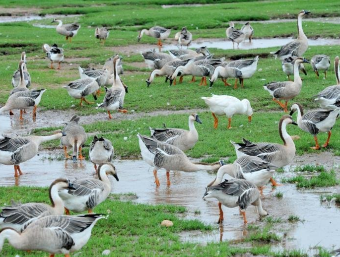 　　大批鸿雁飞抵江西省鄱阳县白沙洲乡鄱阳湖湿地觅食越冬，场面蔚为壮观。