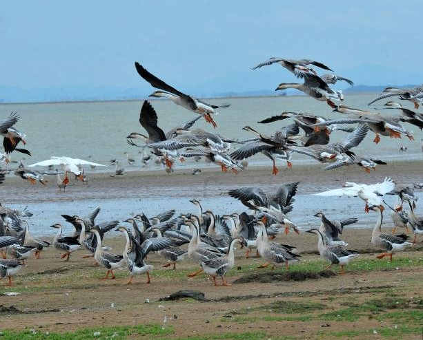 　　大批鸿雁飞抵江西省鄱阳县白沙洲乡鄱阳湖湿地觅食越冬，场面蔚为壮观。