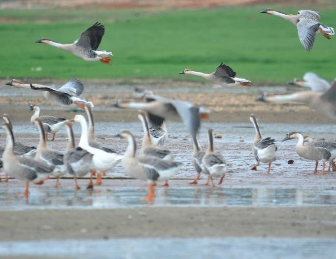 　　大批鸿雁飞抵江西省鄱阳县白沙洲乡鄱阳湖湿地觅食越冬，场面蔚为壮观。