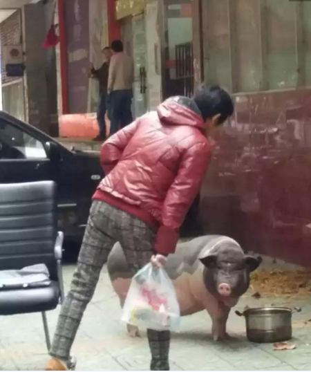 　　一位女士惊呼：“呀，这不是河马吗？”怪物好像听懂了女士的话，把头扭过来，大家一看——原来是头猪。