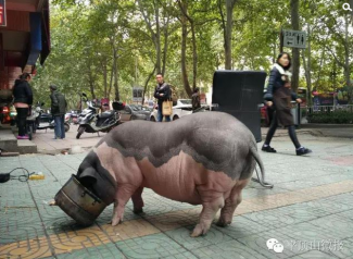路遇贪吃“河马” 走进一看是头猪
