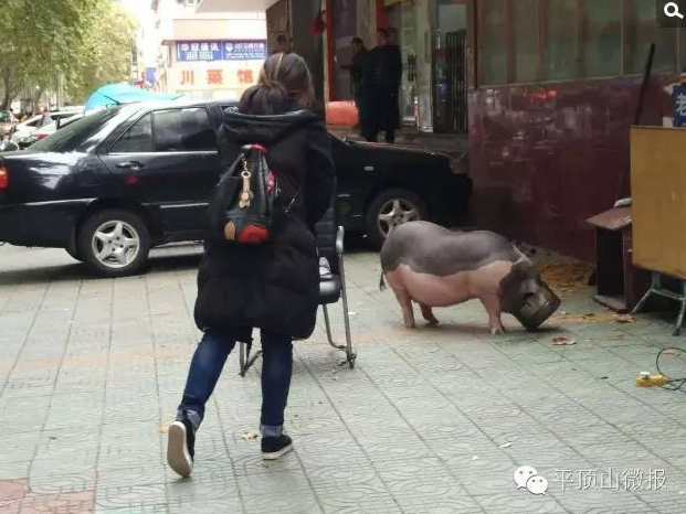 　　勇哥在现场了解，这头宠物猪3个月前被店主购买时，娇小玲珑非常可爱。谁知它的饭量大，一顿要吃一锅饭。