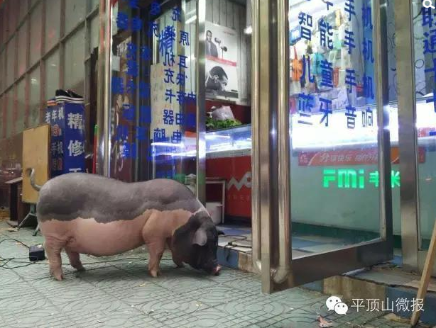 　　开餐馆的邻居们，每天把客人吃剩下的米线、热干面、饺子，都喂给它吃，如今它长到了100多斤，愁坏了主人。