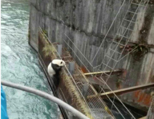 大熊猫＂渡河＂失败被困 众人打麻药救援