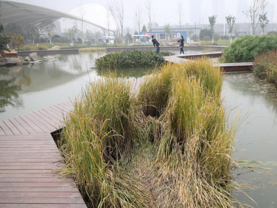 　　水边的芦苇被游客踩倒了一片。西安植物园总园艺师马延康介绍，植物园不同一般的公园，里面的每一株植物、每一颗花草，都是经过多次调研以及科学论证后引种进来的，其花费的代价远远高于在公园里看到的花草，“一脚踩下去也许一棵珍贵的新植物苗就没了，太可惜了。”