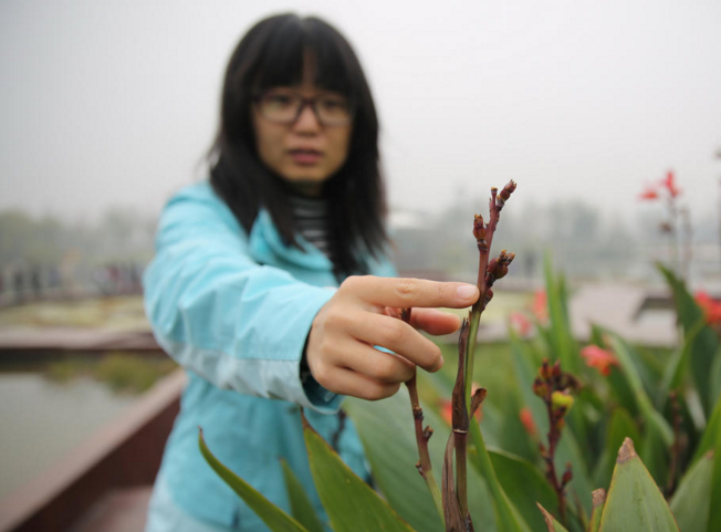 　　一位年轻女子双手在一丛水生美人蕉里翻找着什么，接着扯过一支美人蕉的枝干，啪啪两下摘掉了上面结的种子。然后，若无其事地转身走了。“美人蕉种子其实不能吃、不能种，只是籽粒晶莹圆润，好看，所以经常有人顺手摘走。”西安植物园园区工作人员小韩介绍。