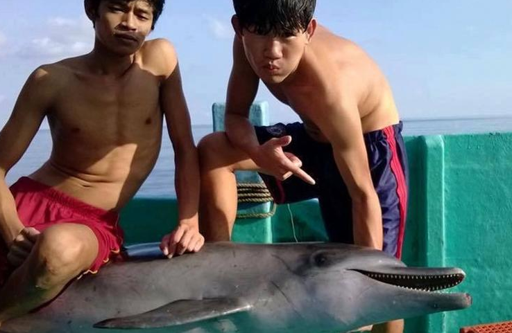 　　当地的海洋保护署官员称，他们会尽快查明该事件是否发生在越南富国岛海域，若事件属实，几名残忍杀害被列为保护动物的海豚的渔民，将面临严厉处罚。