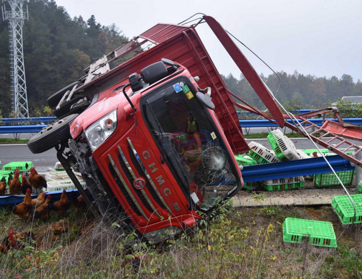　　贵州遵义道安高速公路1601Km下行方向，一辆满载家禽的货车与一辆满载水果的货车相撞，两车侧翻，水果滚落满地，近700只公鸡从破损鸡笼里“越狱”，在高速上乱窜。道安高速20多位民警花费近2小时，才将所有公鸡抓获“归案”，事故所幸没有人员伤亡。图为事故现场。
