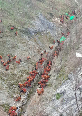 　　随后，四中队民警勘验现场，同时又组织了路政、应急救援、当地村民分成两队人员，帮助转移香蕉和抓鸡，争取尽早恢复交通，以及将货主的损失降到最低。由于“越狱”公鸡飞跑乱窜，民警们围成圈，将公鸡赶到一起集中抓逮，对那些实在不服从“管制”的大公鸡，则用已破损鸡笼暂时罩盖住。