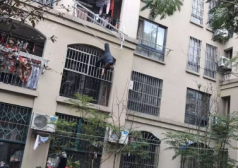 九旬老人倒挂晾衣架 邻居爬上阳台托举救人