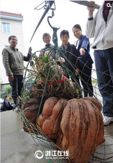 　　李恺种植番薯已有30多年经历，对品种选择、肥料施用、土壤配选都进行了多年试验，去年前年都获得诸暨市番薯王比赛冠军。今年的这株大番薯将在全省农博会亮相。