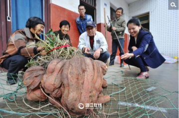 浙江现“巨无霸”番薯 单株重111斤